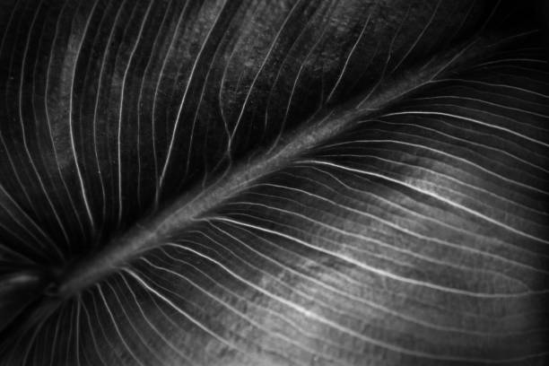 istock close up image of green leaf pattern and detail. 645215314