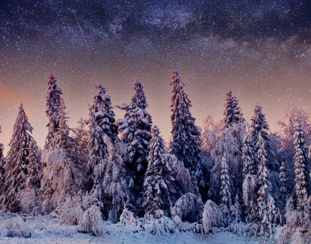 istock Dairy Star Trek in the winter woods. 645217970