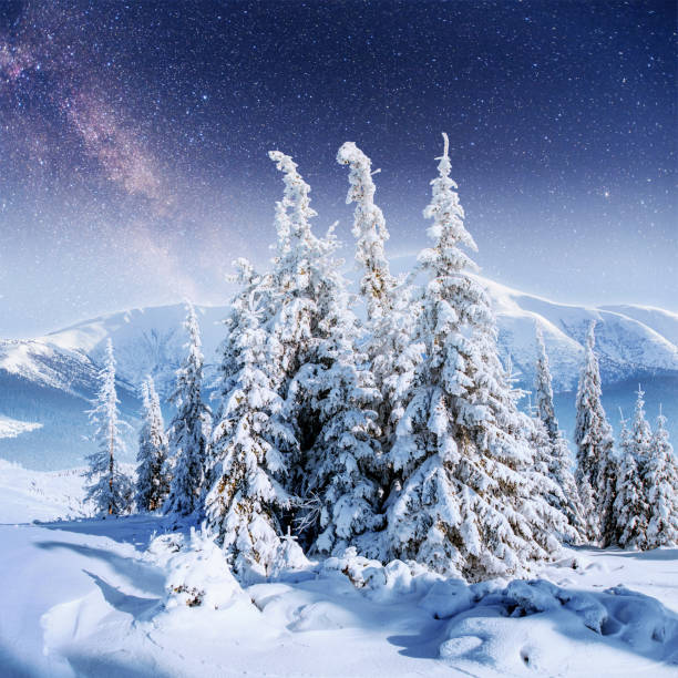 istock Dairy Star Trek in the winter woods. 645218450