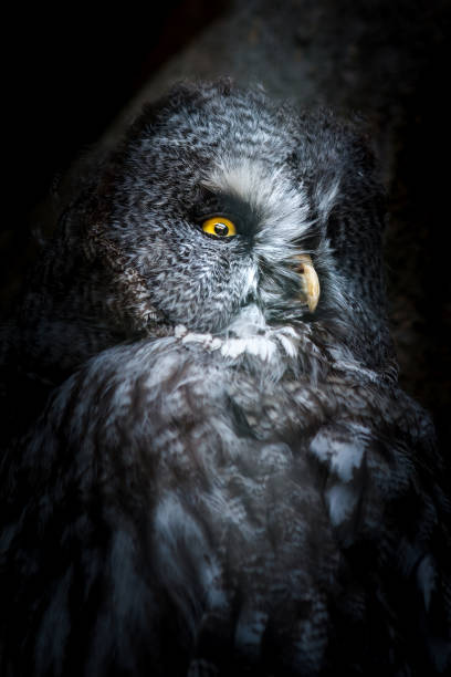 istock Big owl with pure yellow eyes in darkness 645218470