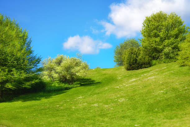 istock Spring landscape with fresh leaves and green grass 645224490