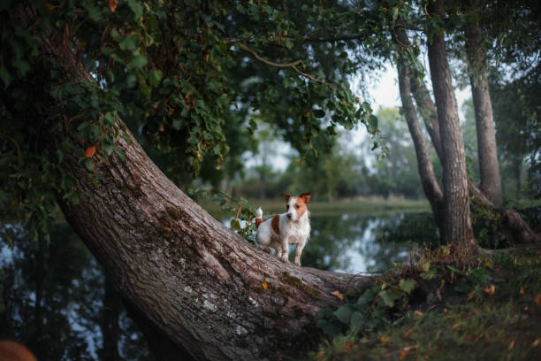 istock Dog Jack Russell Terrier on a tree 645227282