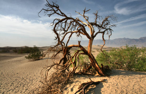 dead tree in the mojave desert - death valley california - mesquite tree imagens e fotografias de stock