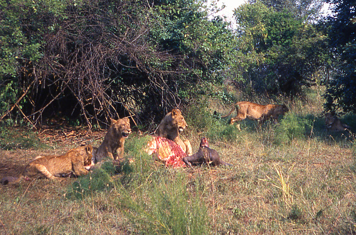 Lions feeding on animal carcasse in savanna landscape Akagera National park Rwanda Africa