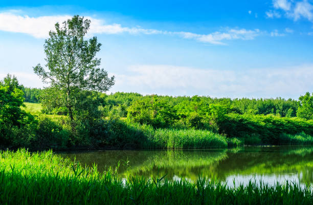 istock tree on the  shore of a lake at sunrise 645240574