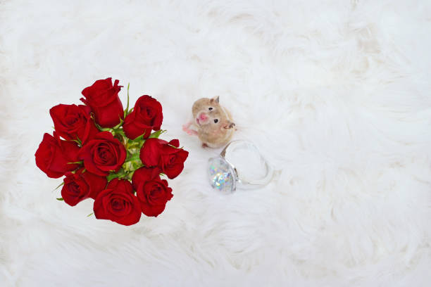 Hamster with Roses and Ring stock photo