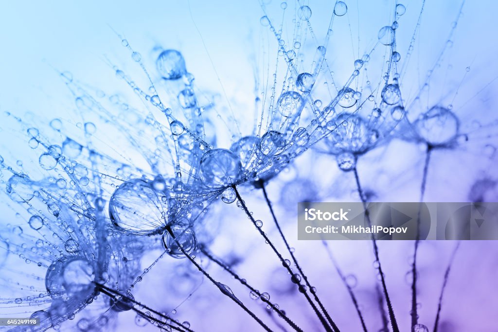 Abstract macro photo of plant seeds with water drops. Dandelion Stock Photo