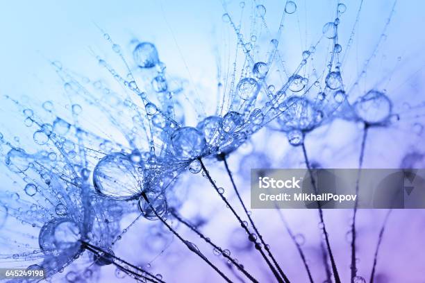 Abstract Macro Photo Of Plant Seeds With Water Drops Stock Photo - Download Image Now