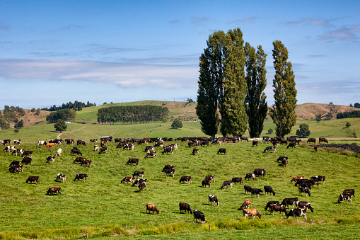 Herd of cattle in rural New Zealand.