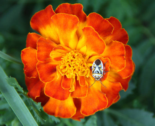 Marigold Mean Fire Bug Insect - Free photo on Pixabay