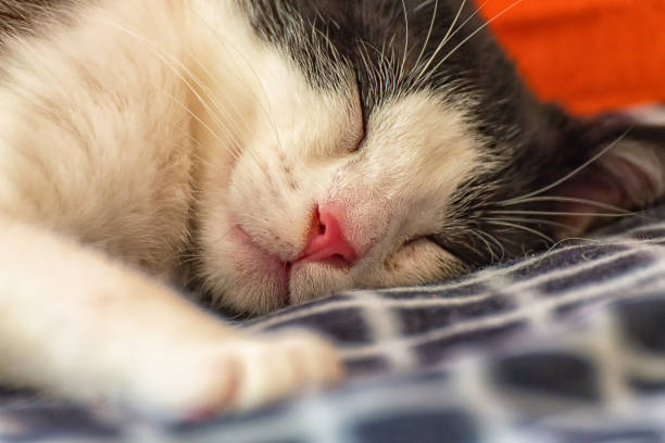 istock Sleeping cat on the chair I 645258072