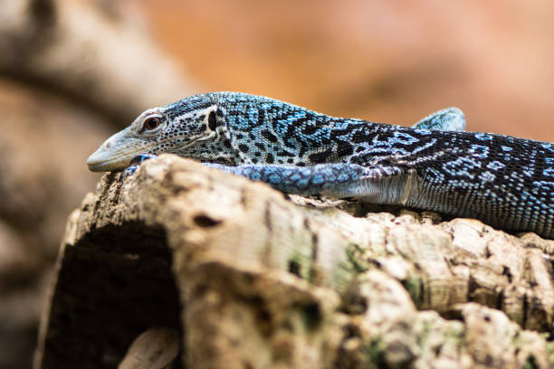 Arboreal monitor lizard in family Varanidae, aka blue-spotted tree monitor, from Batanta, Indonesia