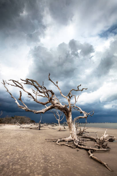 istock Driftwood beach, Jekyll Island, Georgia. 645260762