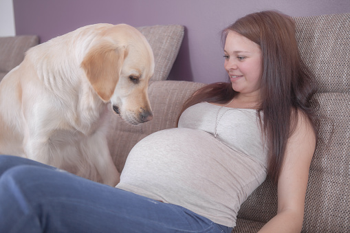 A pregnant women sitting on a couch with a dog.