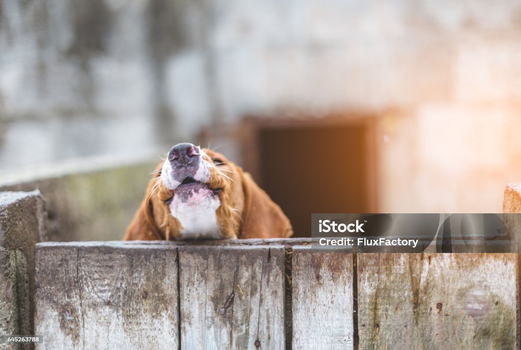 Le chien hurle sur les fens - gros plan - Photo de Aboiement libre de droits