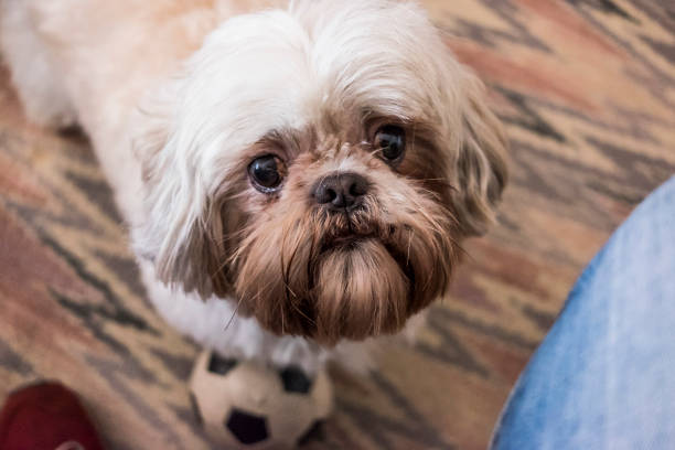 istock Cute furry puppy face portrait 645263932