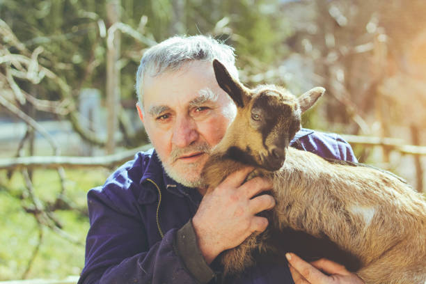 istock Senior Farmer With Baby Goat 645264230