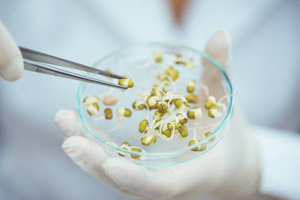 Laboratory Scientist doing GMO test in laboratory vegetable factory stock pictures, royalty-free photos & images
