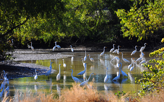 Large group of white herons wade in a shallow creek in the Delta area of Arkansas.  Trees surround area.