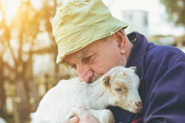 istock Senior Farmer With Baby Goat 645267476