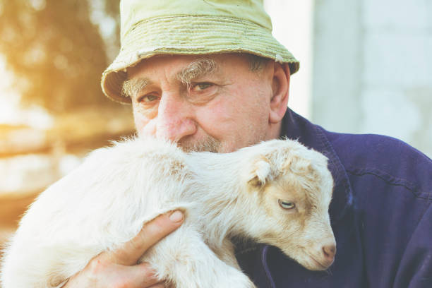 istock Senior Farmer With Baby Goat 645267490