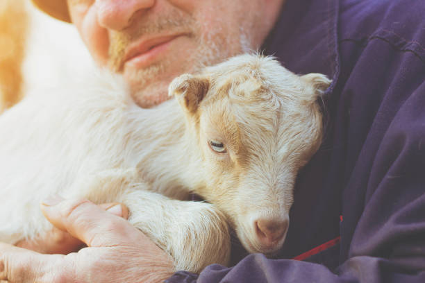 istock Senior Farmer With Baby Goat 645267504