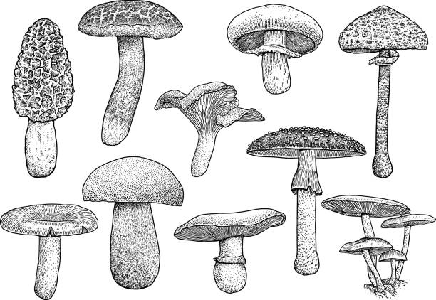 illustrazioni stock, clip art, cartoni animati e icone di tendenza di gruppo di illustrazione fungo, disegno, incisione, vettore, linea - morel mushroom