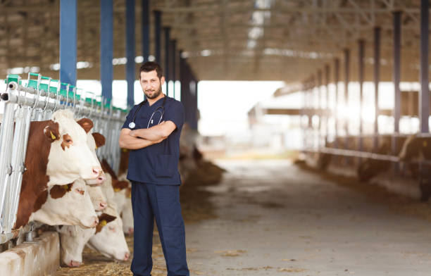 istock Vet Checking Cows Into to Barn 645270444