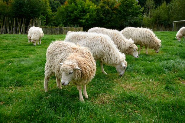 istock flock of sheep 645275814