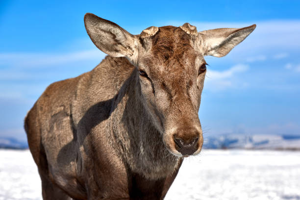 istock Carpathian brown deer(Cervus elaphus) in nature 645276284