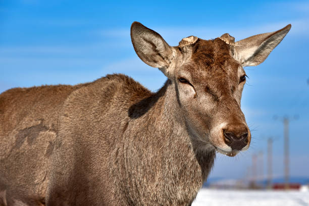 istock Carpathian brown deer(Cervus elaphus) in nature 645276464