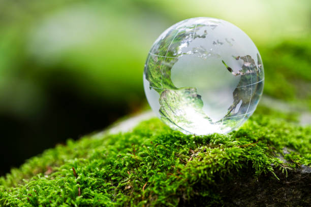 istock Globe on Mossy Rock in the Forest 645277184