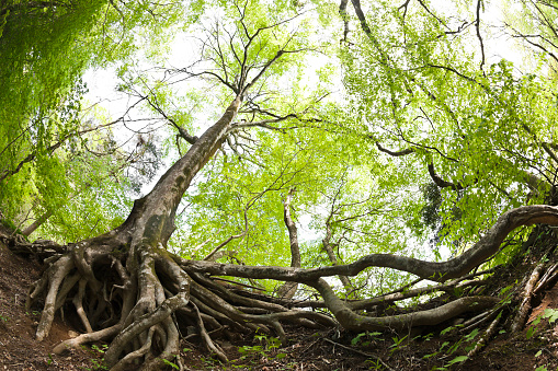 Haya raíces de los árboles en el bosque photo