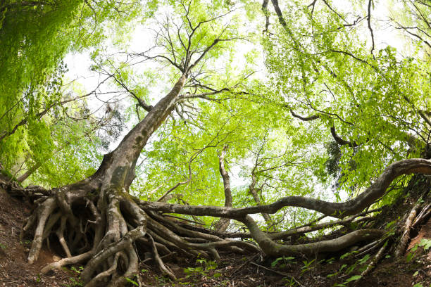 racines d’arbres dans la forêt de hêtre - beech leaf tree green leaf photos et images de collection