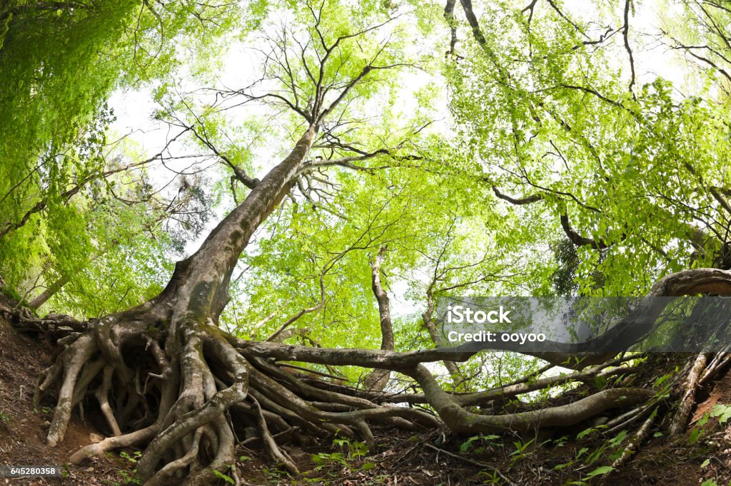 Beech Tree Roots in the Forest wide angle image of beech tree roots Root Stock Photo