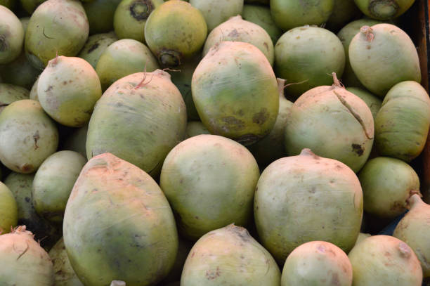 istock Green watermelon radish 645283104