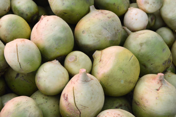 istock Green watermelon radish 645283194