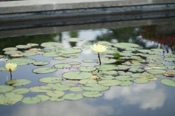 istock White and yellow water lily 645283258