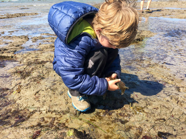 istock Young boy holds a slimy Sea Hare 645284326
