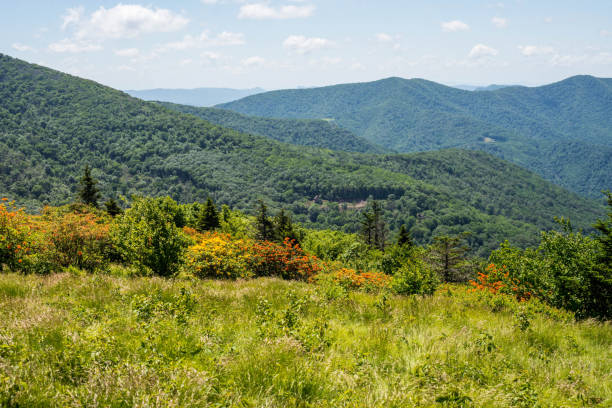 istock Landscape with blooming azaleas 645284732