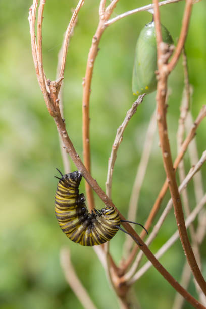 istock Monarch Butterfly  Caterpillar and Chrysalis 645296454