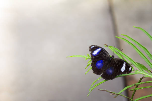 istock Blue Moon Butterfly on Leaf with Wings Open Horizontal 645298970