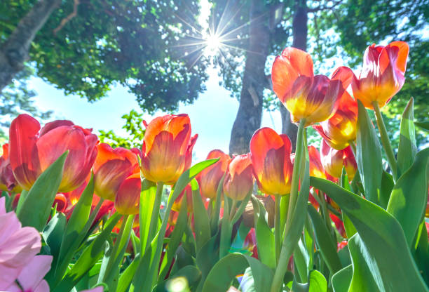 istock Flowerbed blooming tulips 645299246