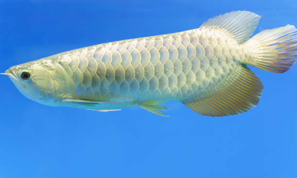 istock Arowana in aquarium, 645299274