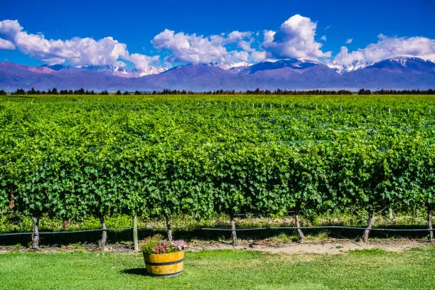 Scenic Landscape with Andes Mountains with Snow and Vineyard on the foreground in Mendoza, Argentina