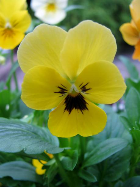 istock Yellow pansy also known as viola 645313768