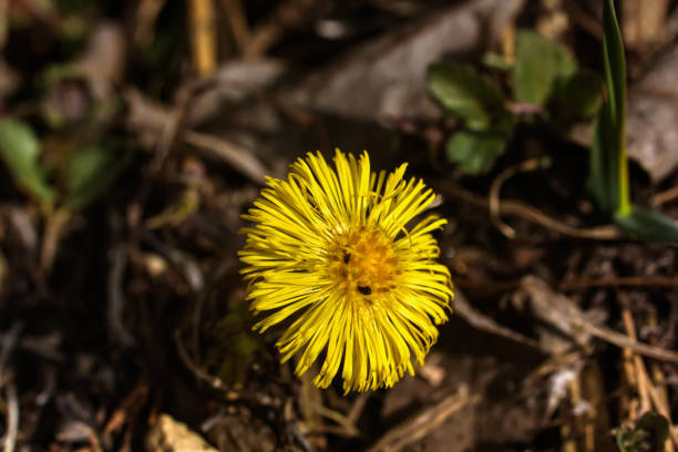 istock Field flower. Coltsfoot. 645316060