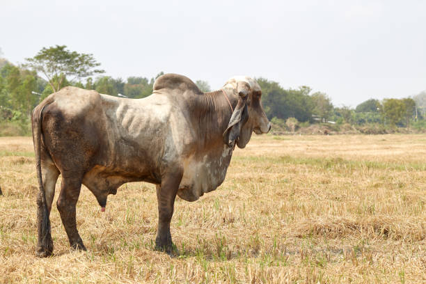istock The cow Thailand 645316524