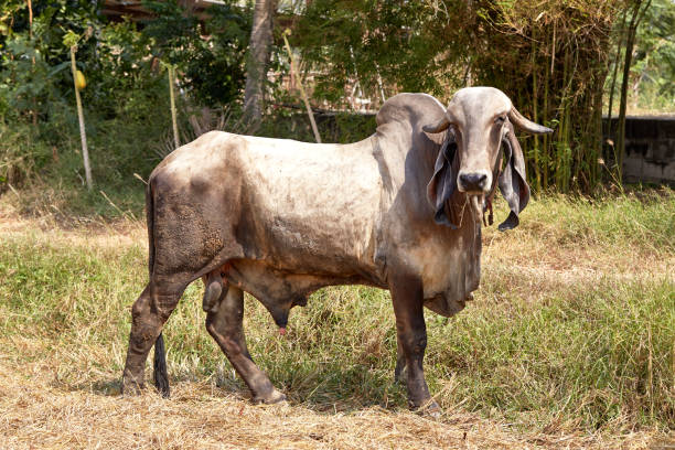 istock The cow Thailand 645318576