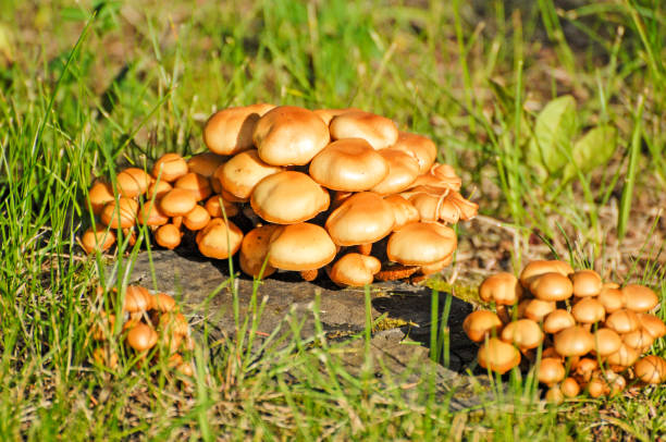 istock Mushroom on Stump - Alaska 645319242